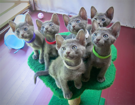 Kittens at 6 weeks